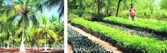  Agro farms in southern states can offer good returns to Punjabi farmers