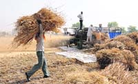 Workers thresh wheat at a field near Karnal on Saturday