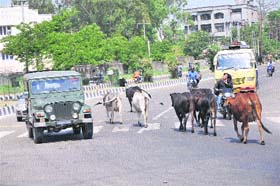 Stray animals roam on a road near Panama Chowk in Jammu on Sunday