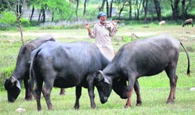 A nomad with his cattle on the citys outskirts on Sunday