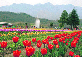 The Tulip Garden in Srinagar attracts thousands of visitors every year to the Valley.