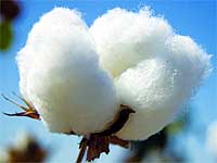 The university has urged ICAR to strike a Bt cotton deal with Monsanto