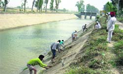 Scores of workers busy in cleaning the sidewalls of Gang canal. A Tribune photograph