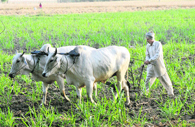 A farmer ploughing his field near a village on the Karnal-Meerut road in Karnal district. 