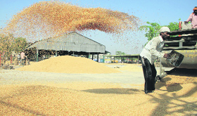 A worker makes a heap of wheat as the crop starts arriving for procurement at New Dana Mandi in Jalandhar.