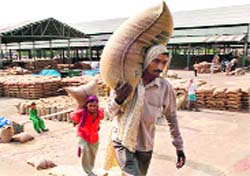 Labourers carry sacks of wheat at the grain market in Jagraon. A Tribune photograph