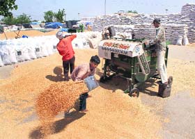 Labourers drying wheat at the Rajpura grain market on Monday