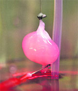 The functional lab-made kidney. 