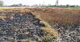 The destroyed crop at Dehlon near Mandi Ahmedgarh