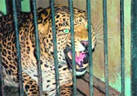 A man-eating leopard captured by the forest authorities in Pauri Garhwal on Wednesday. Photo: Kamal Joshi