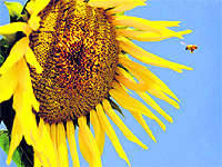A honeybee hovers around a sunflower to collect nectar