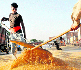 With the wheat arrival in full swing, workers busy themselves to gather wheat at Karnal grain market. 