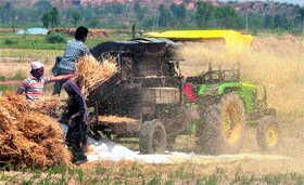 Wheat being thrashed in Mewat district.