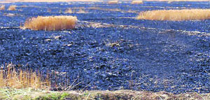 A view of the field after the fire was doused at Kotumra village near Jagraon on Thursday.