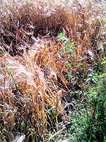 Damaged wheat crop at a village in Ropar