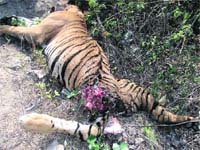 The carcass of a tigress which was found dead on the banks of the Dabaka river in the Bailparao range in the Terai west forest division. Photo: Kamal Joshi