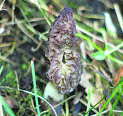 Guchi growing in a dense Himalayan forest
