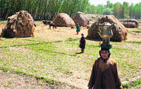 A woman carries a samovar on her head in a paddy yield in Srinagar on Friday.