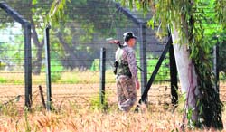 A BSF official near the Indo-Pak border fence where wheat crop is ready for harvesting. Photo: Vishal Kumar