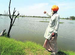 A farmer shows his perennially waterlogged agricultural land in Muktsar. A Tribune file photo