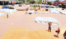 A view of the grain market in Bathinda where wheat farmers have started bringing their produce for procurement by government agencies.