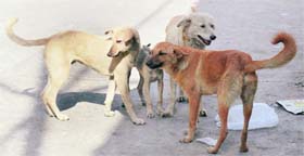 The MC has failed to check the stray dog menace in Ludhiana