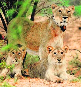 A lion and a cub in the Gir forest in Amareli district of Gujarat on Saturday