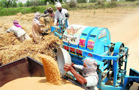 The harvesting season has seen a spurt in cases of allergy.