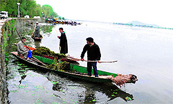 Members of Kashmirs Lakes and Waterways Authority collect weeds from the surface of the Dal Lake in Srinagar on Sunday