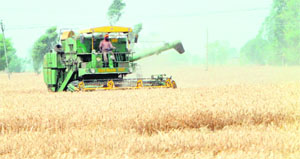 A farmer uses combine harvester in his fields in Amritsar on Monday.