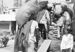 Workers load bags of wheat on a truck at the grain market in Ambala City. 