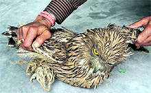 A Himalayan owl seized from the possession of two persons in Pithoragarh