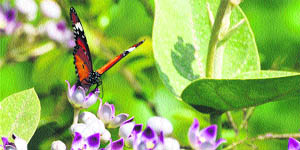 A butterfly sucks nectar from an Apocynaceae flower (Aak flower) near a pond in Taraouri village in Karnal district. 