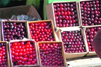 Boxes full of cherry in Shimla.
