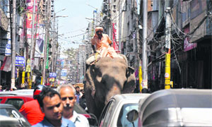 A mahout rides an elephant in the busy Raghunath Bazaar in Jammu on Monday. 