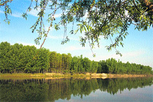 Poplar trees are reflected in the waters of the Jhelum in Shilwat, north of Srinagar, on Monday.