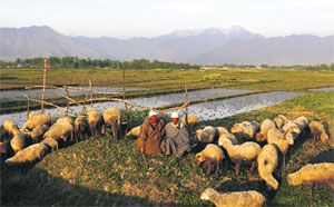 Two elderly shepherds mind their flock of sheep grazing on the outskirts of Srinagar on Monday.