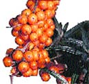 A sea buckthorn fruit grown in the Lahaul valley.