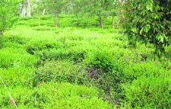 A tea garden in Palampur that is hit by the shortage of labour. The grower has failed to pluck the green tea leaves. Photo by writer