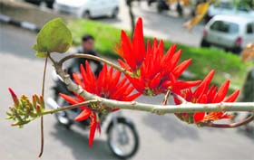 Visual feast: Flowers in full bloom in Jammu