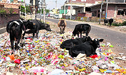 Garbage strewn across a roadside at Channi Himmat in Jammu on Wednesday