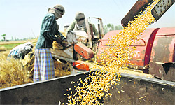 Workers thresh wheat in a field