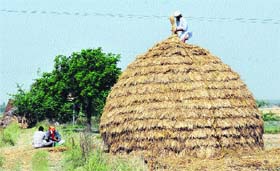 Native wisdom: An elderly man busy making kup, a fodder-storage space at hs field near Taraouri village in Karnal district