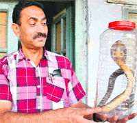 An SPCA official shows the cobra in Amritsar on Friday. 