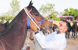 Horseman UT SSP Naunihal Singh pats a horse that was purchased from Mumbai recently. The UT police has bought nine horses to increase the strength of the mounted police.