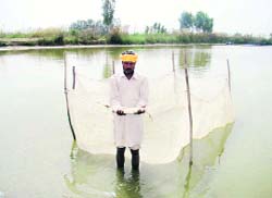A farmer shows his catch in Muktsar. A tribune photograph