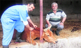 A cow being injected the FMD vaccine by using an automatic injector at Baroh in Kangra district on Saturday.