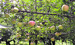 Workers in apple orchards are exposed to high levels of carcinogenic chemicals