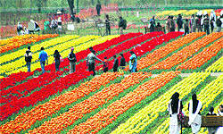 Tulip Garden is gradually becoming popular with locals as well