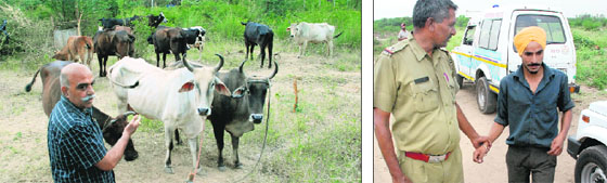 Davinder Mahajan, president, Residents Welfare Association, shows stray cattle brought from Chandigarh; and (right) an accused in police custody in the Mansa Devi Complex, Panchkula, on Monday. 